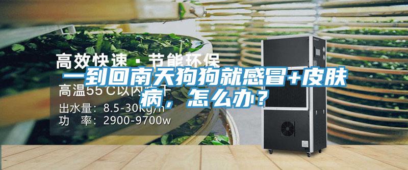 一到回南天狗狗就感冒+皮膚病，怎么辦？