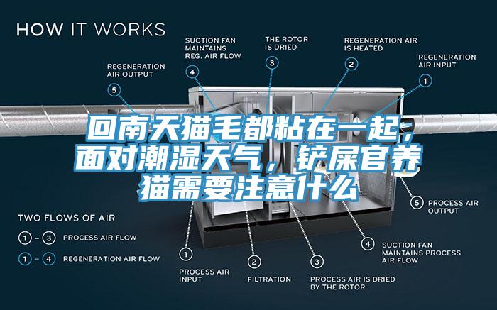 回南天貓毛都粘在一起，面對(duì)潮濕天氣，鏟屎官養(yǎng)貓需要注意什么
